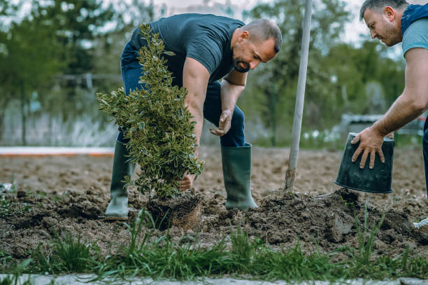 Tree and Shrub Care in Denton, TX